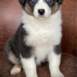 Australian Shepherd Puppies from Carolina Aussies