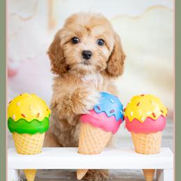 Cuddy - Red female Cockapoo puppy in Connersville, Indiana from Deaz Doodle Ranch