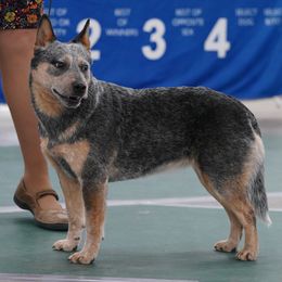 Rena - Australian Cattle Dog