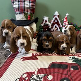 Basset Hounds from Sandyhill Basset Hounds
