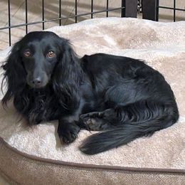 Dixie - Black female Dachshund puppy in Mesa, Arizona from Ruby Desert Doxies