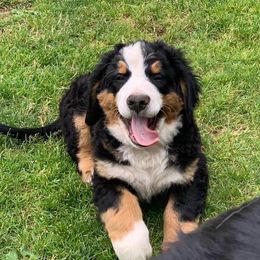 Bernese Mountain Dogs from Whistler's Ranch