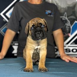 Dark Green Male 6wk - Fawn male Cane Corso puppy in Linden, Texas from Da Boyz Cane Corso
