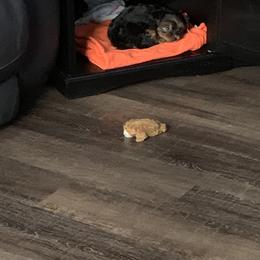 Yorkshire Terrier Puppies from Missy Lu Lap Puppies