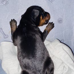 Doberman Pinscher Puppies from TeatreeDoberman