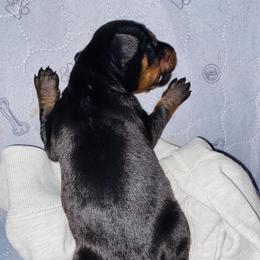 Doberman Pinscher Puppies from TeatreeDoberman