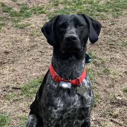 German Shorthaired Pointers from Points North Kennel
