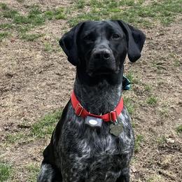 German Shorthaired Pointers from Points North Kennel