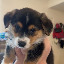 Copper - Black and tan male Pembroke Welsh Corgi puppy in Dayton, Ohio from MB Corgis