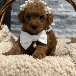 Cavapoo, Cockapoo, and Poodle Puppies from Heavenly Puppies to Love