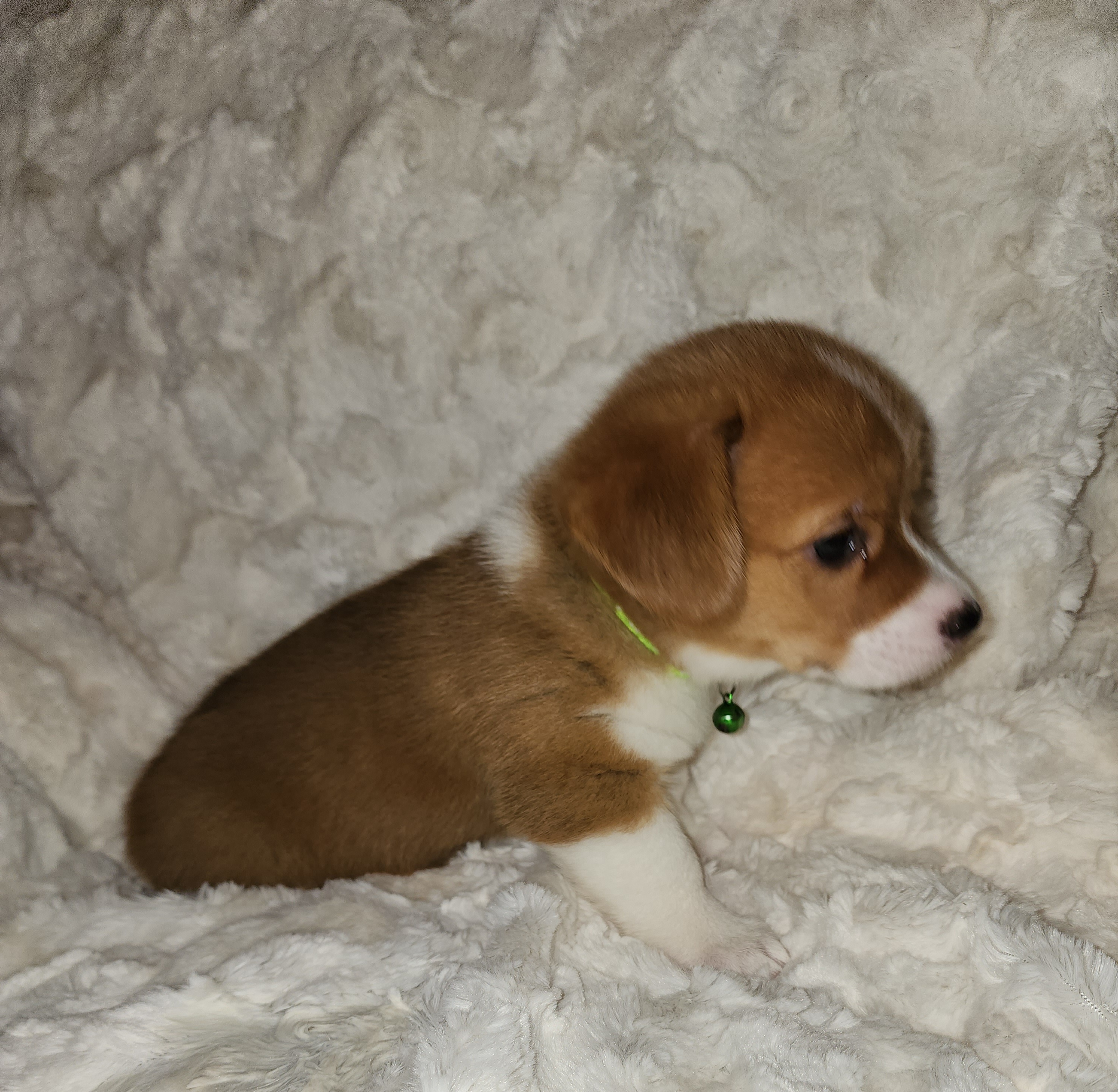 Pembroke Welsh Corgi Puppies from Tiny Titans K9