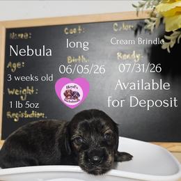 Nebula - Brindle female Dachshund puppy in Hoquiam, Washington from Heyd's Mini Dachshunds