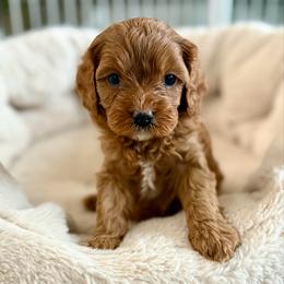 Amber - Red female Cavapoo puppy in Natural Bridge, Virginia from Padgetts Hill Puppies