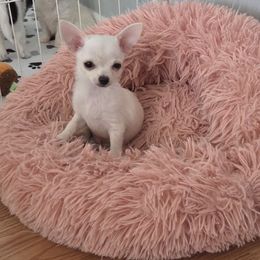 CH Sire White - White male Chihuahua puppy in Cape Coral, Florida from Inspired Chihuahuas