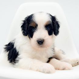 Yevgeny - Tri-color male Bernedoodle puppy in Tipton, Indiana from Country Creek Doodles