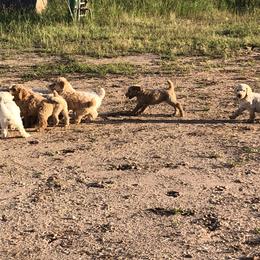 Poodle Puppies from Hidden Treasures Farm LLC