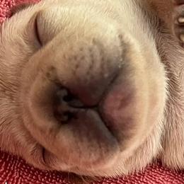 French Bulldog Puppies from Lazy Daisy