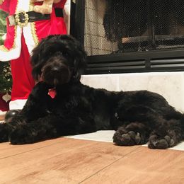 Goldendoodles from KCGoldenDoodle