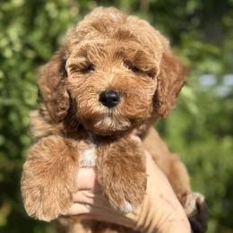 Bernedoodle, Cavapoo, and Goldendoodle Puppies from Adored Poodle & Doodles