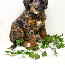 Goldendoodle Puppies from Dreaming Doodles