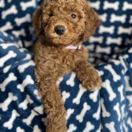 Goldendoodle Puppies from KandE Doodles