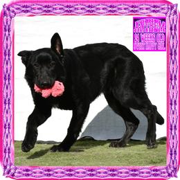 ANTHEM - Black female German Shepherd puppy in Murrieta, California from Diamond Oaks German Shepherds