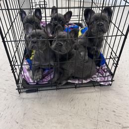 French Bulldog Puppies from Kristen Fifer
