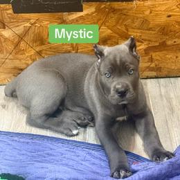 Mystic - Gray male Cane Corso puppy in Waxahachie, Texas from A&M Kennels