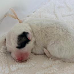 Tan - Gravy - White and badger male Great Pyrenees puppy in San Marcos, California from Faith Family Freedom Farm