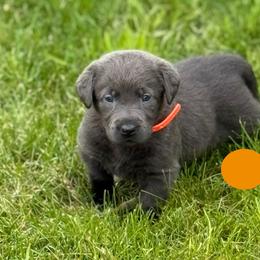 Charcoal orange collar - Charcoal male Dilute Retriever puppy in Teton County, Montana from East Front Labradors & Treasure State Schnauzers
