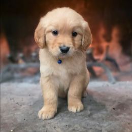 Roasted Turkey - Golden male Golden Retriever puppy in Eugene, Oregon from Oregon's Legendary Goldendoodles