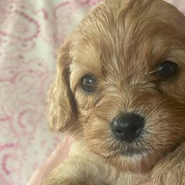 Cavalier King Charles Spaniels and Cavapoos from Patti’s Puppies