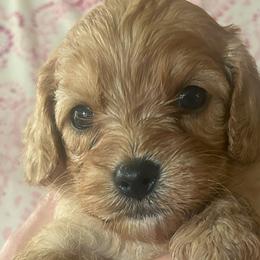 Cavalier King Charles Spaniels and Cavapoos from Patti’s Puppies