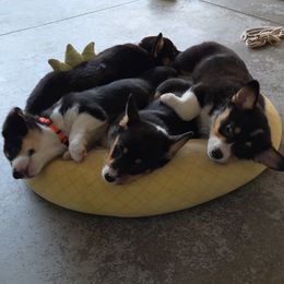 Pembroke Welsh Corgi Puppies from Zion's Michigan Acres