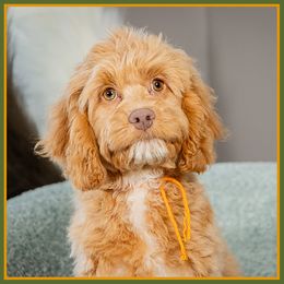Leona - Red female Cockapoo puppy in Connersville, Indiana from Deaz Doodle Ranch