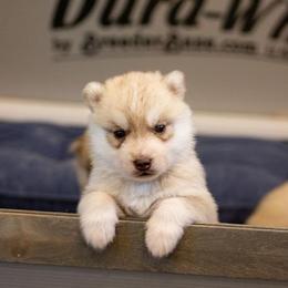 Siberian Husky Puppies from North River Siberians