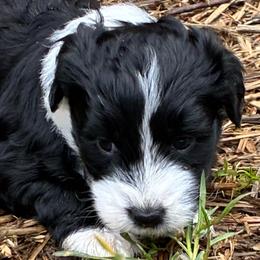 Sugar - Black and white female Aussiedoodle puppy in Elk, Washington from James Ruby Farms