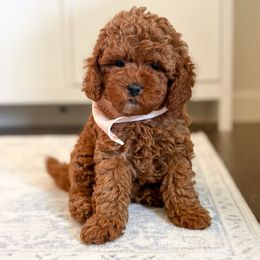 Mayberry - Red female Cockapoo puppy in Seymour, Missouri from Cherokee Creek Labradors and Doodles