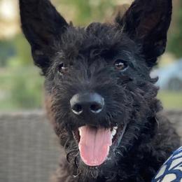 Dutch Shepherds from RARE Rough Coat / Wire Haired Dutch Shepherd