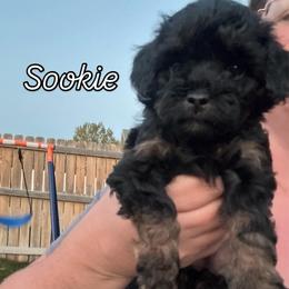 Sookie(Pink collar girl) - Phantom female Poodle puppy in Eagle Mountain, Utah from Liberty Farms Puppies