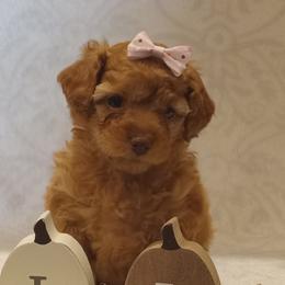 Girl 2 - female Poodle puppy in Milford, Indiana from Olde Heritage K-9