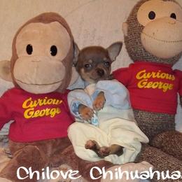 Chihuahua Puppies from Chilove Chihuahuas