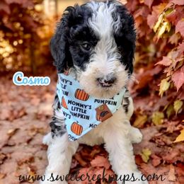 Cosmo - Black and white male Sheepadoodle puppy in Cambridge, Ohio from Sweet Creek Pups