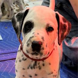 Red Collar Male - White and black male Dalmatian puppy in Colome, South Dakota from KB Ridgebacks and Dals, LLC