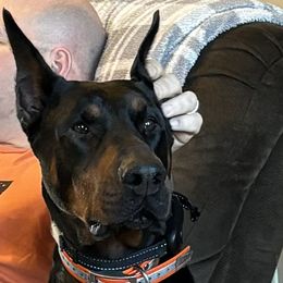 Aries - Doberman Pinscher