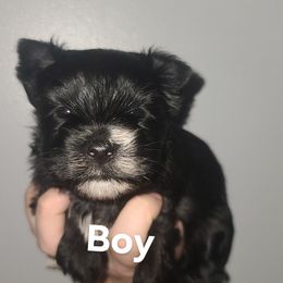 Boy 2 - Black and tan Yorkshire Terrier puppy in Wartburg, Tennessee from Amanda's Precious Pups