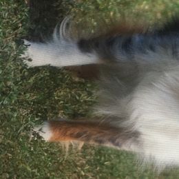 Assorted Doodle Crosses and Toy Australian Shepherds from K-S Toy and Mini Aussies