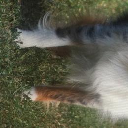 Assorted Doodle Crosses and Toy Australian Shepherds from K-S Toy and Mini Aussies
