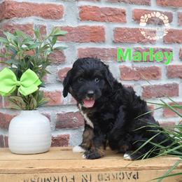 Marley - Phantom male Bernedoodle puppy in Heyworth, Illinois from Cobble Creek Puppies