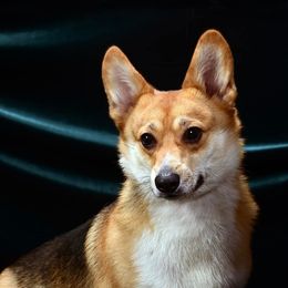 Gidget - Pembroke Welsh Corgi